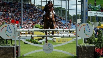 Viking – Sport horse at HS Sporthorses