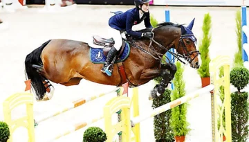 Cupido Z – Sport horse at HS Sporthorses