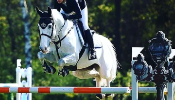 Charlieboy – Sport horse at HS Sporthorses
