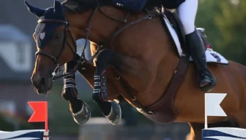 RMF Zecilie – Sport horse at HS Sporthorses