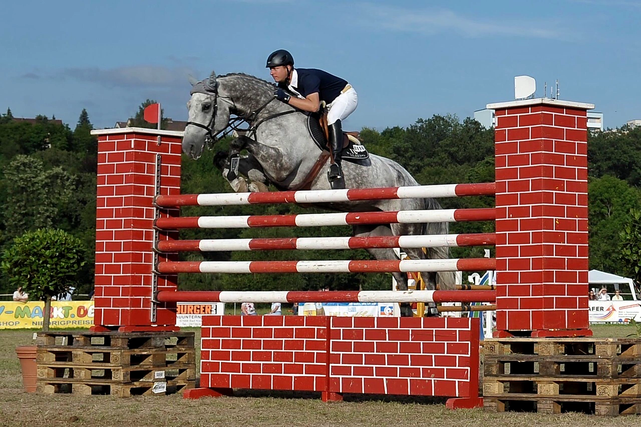Carlo – Sport horse at HS Sporthorses