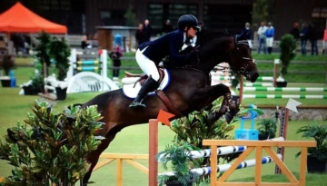 Corregio – Sport horse at HS Sporthorses