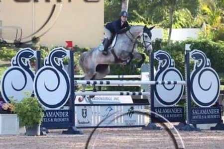 Catara – Sport horse at HS Sporthorses