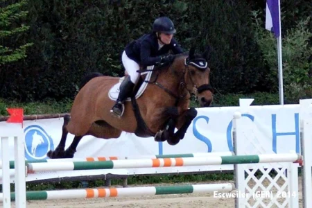 Virginia – Sport horse at HS Sporthorses