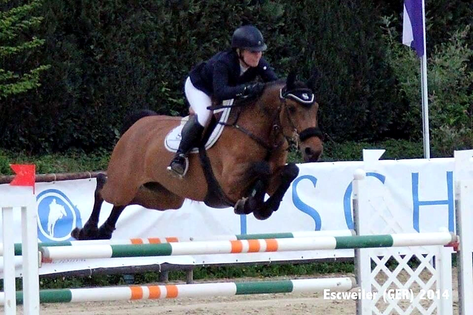 Virginia – Sport horse at HS Sporthorses