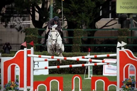 Charlie K – Sport horse at HS Sporthorses