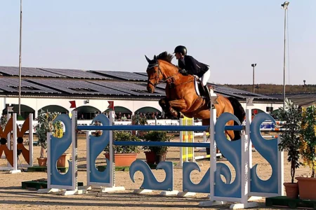 Fortune Forever – Sport horse at HS Sporthorses