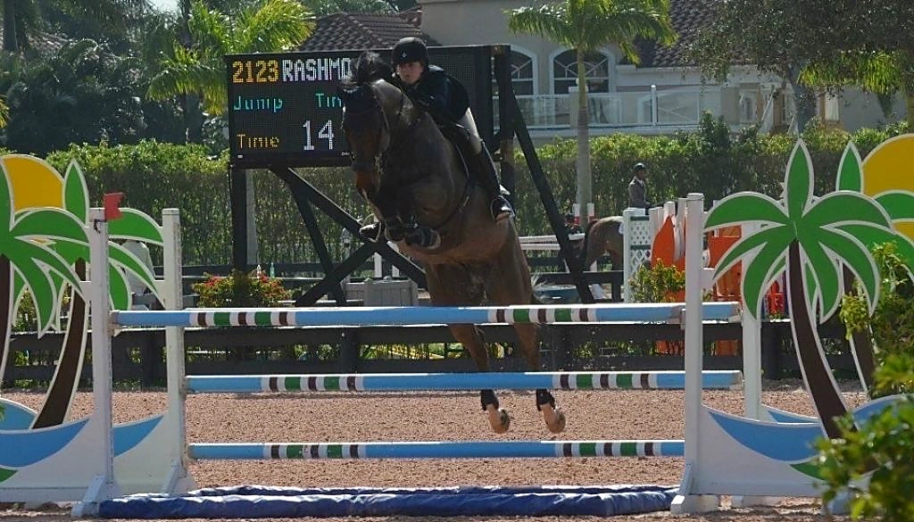 Rashmo Z – Sport horse at HS Sporthorses