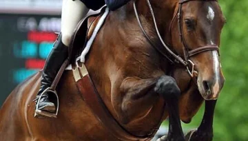 Indorada – Sportpferd bei HS Sportpferde