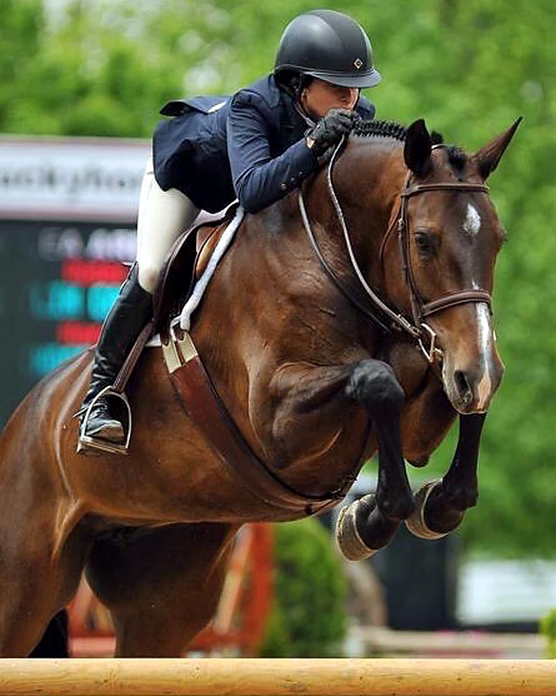 Indorada – Sport horse at HS Sporthorses