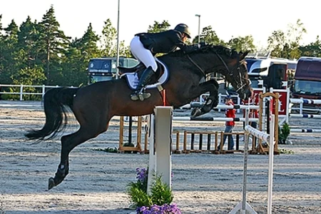 Gavi – Sportpferd bei HS Sportpferde