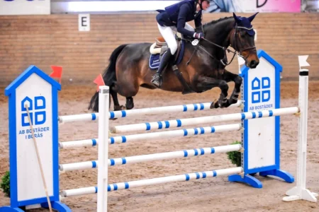 Elmrose – Sportpferd bei HS Sportpferde