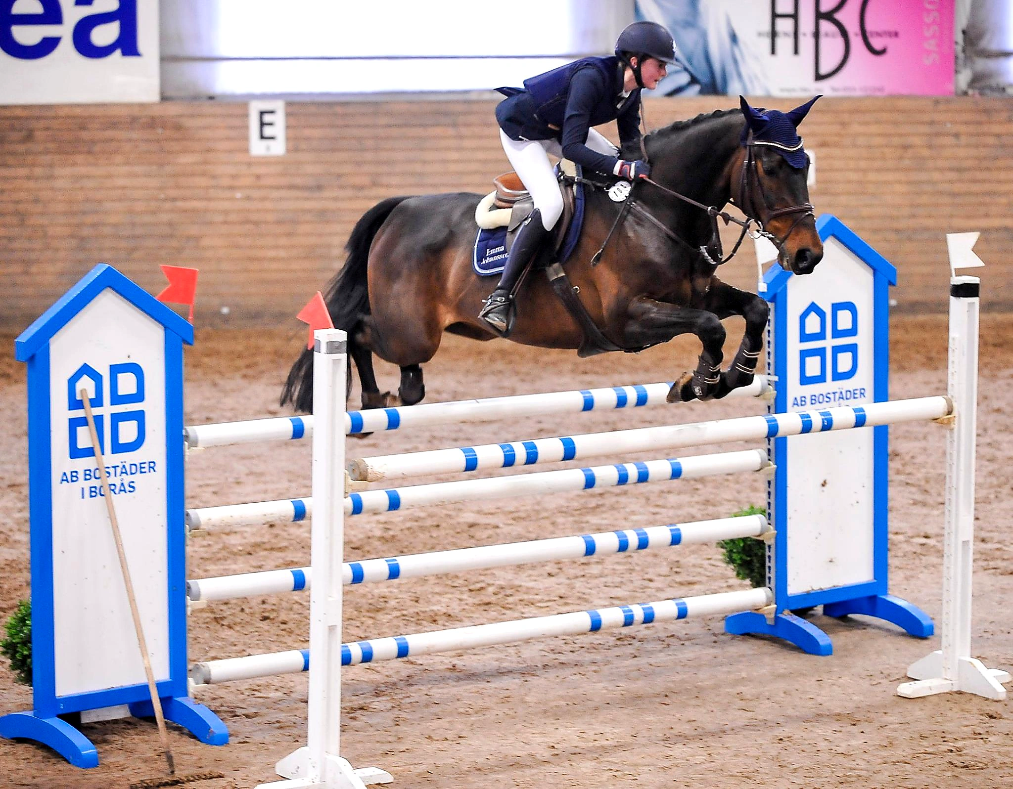 Elmrose – Sport horse at HS Sporthorses