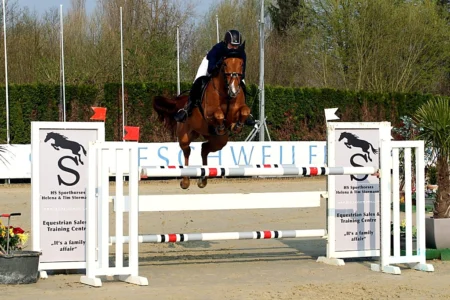 Volvo – Sportpferd bei HS Sportpferde