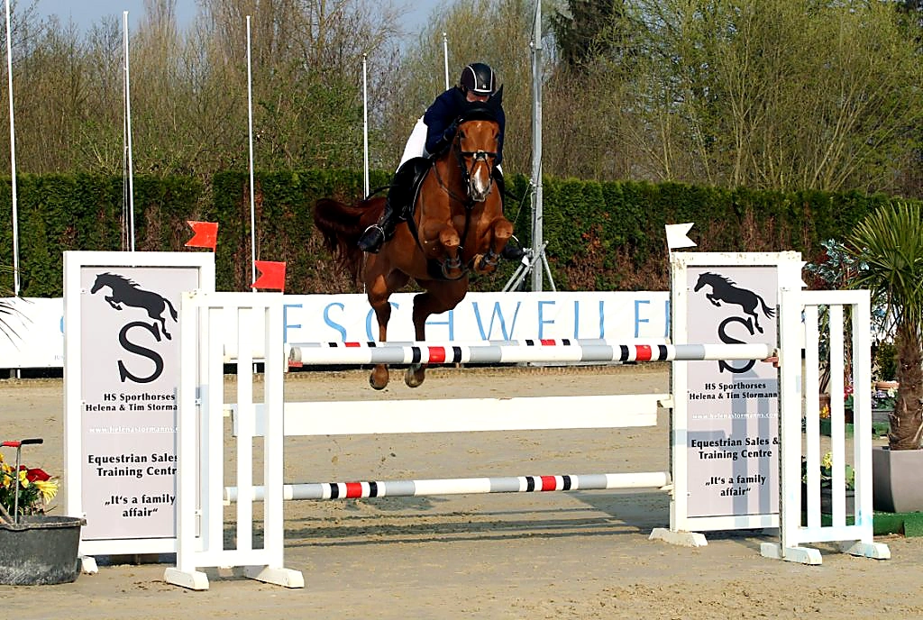 Volvo – sport horse at HS Sportpferde