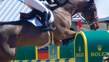 Zaragoza – Sport horse at HS Sporthorses
